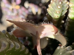 Stapelia hirsuta