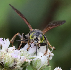 Tachytes guatemalensis