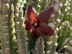 Stapelia hirsuta