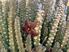 Stapelia hirsuta