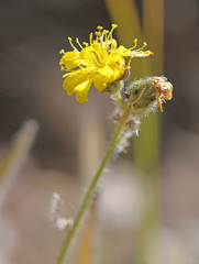 Hieracium scouleri