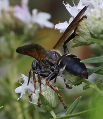 Tachytes guatemalensis