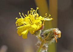 Hieracium scouleri