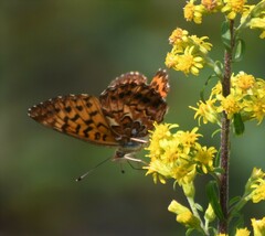 Boloria chariclea