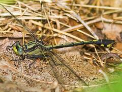 Gomphurus septima delawarensis