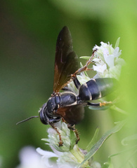 Tachytes guatemalensis