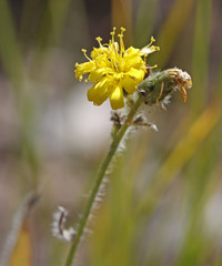 Hieracium scouleri