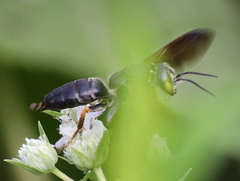 Tachytes guatemalensis