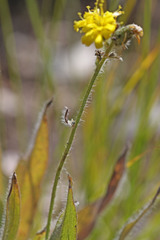 Hieracium scouleri