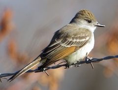 Myiarchus cinerascens