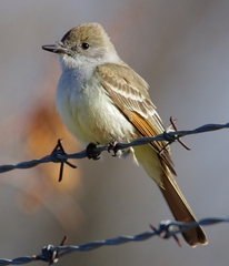 Myiarchus cinerascens