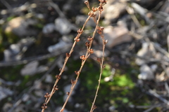 Asphodelus fistulosus
