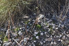 Asphodelus fistulosus