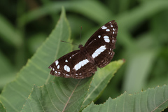 Phaedyma shepherdi