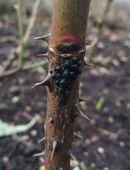 Maculolachnus submacula