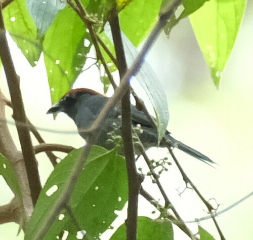 Slaty Tanager (Creurgops dentatus), photo 9