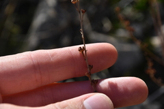Asphodelus fistulosus