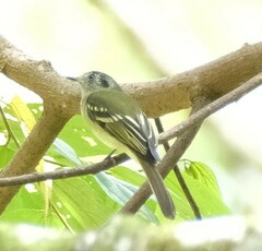 Leptopogon superciliaris