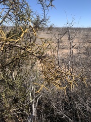 Koeberlinia spinosa