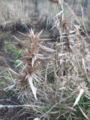 Dichanthelium scabriusculum