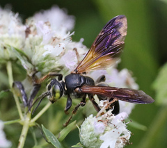 Tachytes guatemalensis