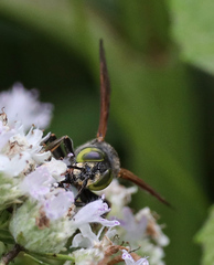 Tachytes guatemalensis