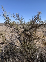 Koeberlinia spinosa