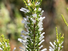 Erica perspicua perspicua