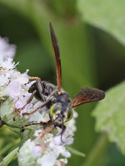 Tachytes guatemalensis