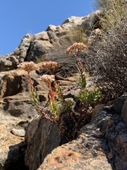 Crassula undulata