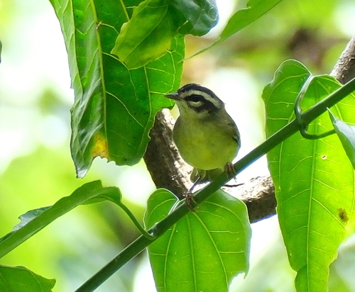Three-striped Warbler (Basileuterus tristriatus), photo 5