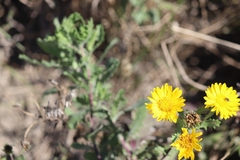 Rayjacksonia phyllocephala