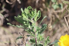 Rayjacksonia phyllocephala