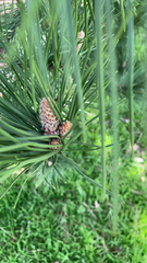 Pinus