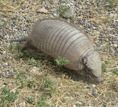 Chaetophractus villosus