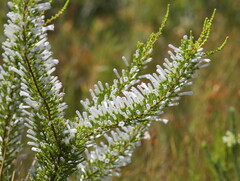 Erica perspicua perspicua