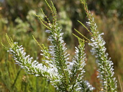 Erica perspicua perspicua