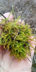 Anomodon viticulosus