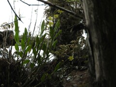 Epidendrum amphistomum