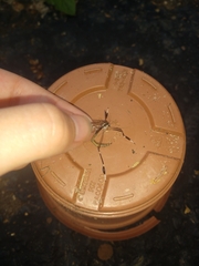 Bittacomorpha clavipes