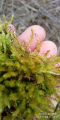 Anomodon viticulosus