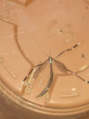 Bittacomorpha clavipes