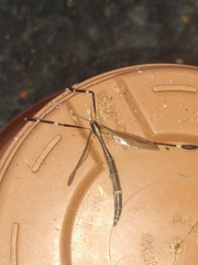 Bittacomorpha clavipes