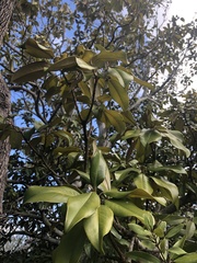 Magnolia grandiflora
