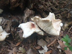 Omphalotus nidiformis