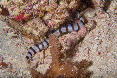 Myrichthys colubrinus