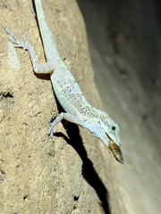 Anolis stratulus
