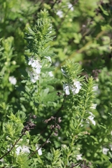 Teucrium cubense