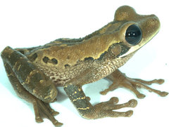 Osteocephalus mimeticus