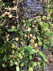 Bulbophyllum pygmaeum